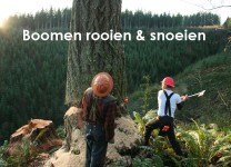Bomen rooien / snoeien